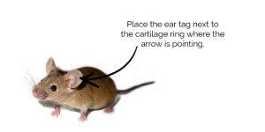 Place the ear tag next to the cartilage ring where the arrow is pointing.
