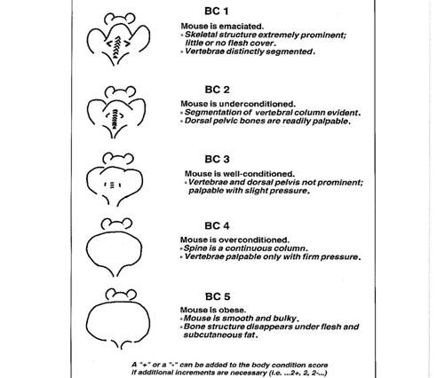 experimental endpoint definition