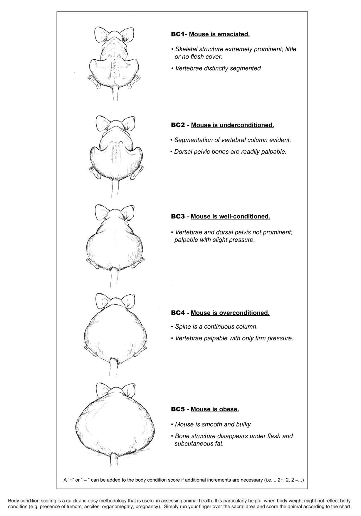 Body scoring system for rodents include levels BC1 through BC