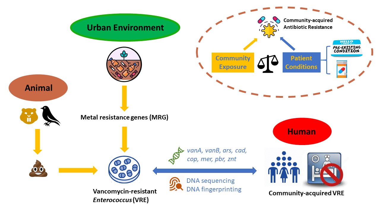 The life cycle of identifying community risk factors; starting from analyzing the DNA sequencing and DNA fingerprinting animals and urban environment and how they affect humans